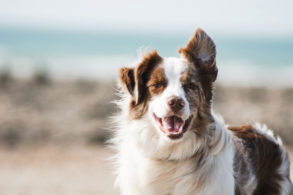 Hundeschulen & Hundetraining